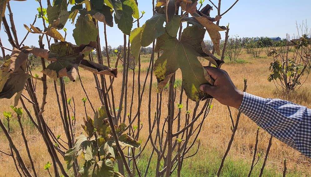 A Libyan farmer examines the leaves of a fig tree damaged by red spider mites in Wadi al-Hay, Libya. Photo credit: Amr Fathallah/ SciDev.Net