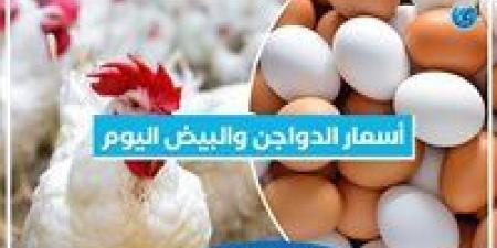 أسعار الدواجن والبيض اليوم الخميس 19-9-2024 بمحافظة البحيرة - ستاد العرب