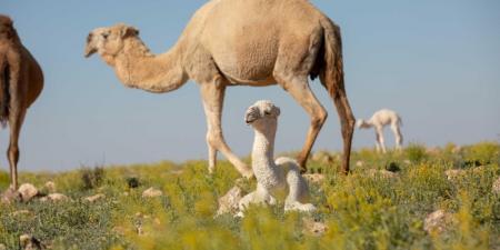 ”الزراعة“: الترقيم الإلكتروني للإبل يعزز الشفافية في البيع والشراء - ستاد العرب