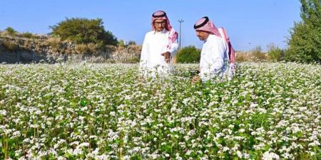 مزارع نموذجية لتدريب صغار المزارعين - ستاد العرب