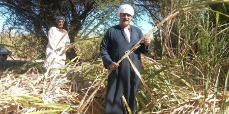 وزارة التموين: بدء موسم توريد قصب السكر بمحافظة المنيا - ستاد العرب