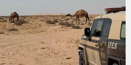 ضبط مواطن لارتكابه مخالفة الرعي في محمية الملك عبد العزيز - ستاد العرب