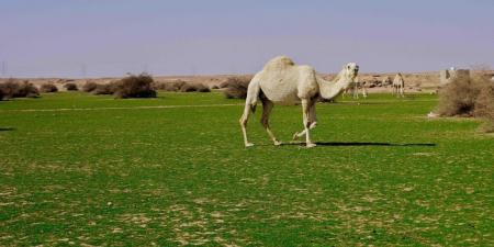 الإبل في فياض غرب رفحاء.. لوحة جمالية تجمع الطبيعة والتراث - ستاد العرب