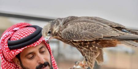 تربية الصقور.. تراث عريق وتنافس مثير في مهرجان الأسياح - ستاد العرب