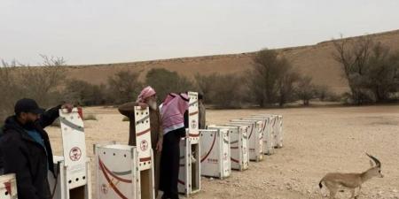 الحياة الفطرية يطلق 10 ظباء ريم في متنزه ثادق الوطني ضمن جهود الاستدامة البيئية - ستاد العرب