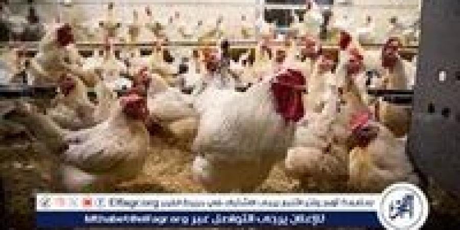 بورصة الدواجن.. أسعار الفراخ البيضاء اليوم الجمعة 20-9-2024 في قنا - ستاد العرب