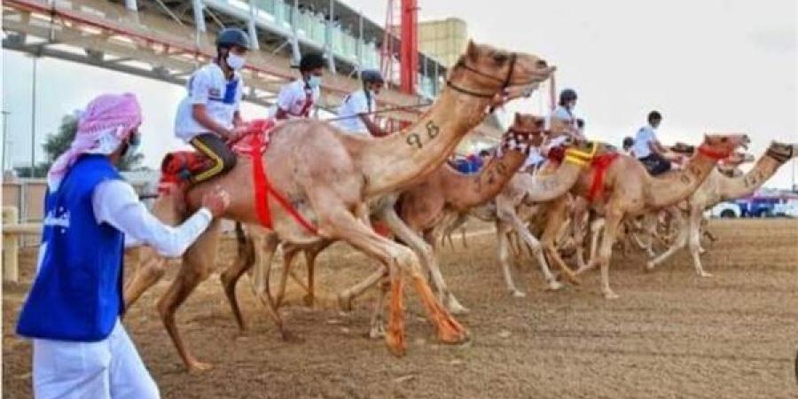 ضمن "بداية جديدة".. نادي الهجن بالوادي الجديد يشارك في بطولة العلمين للسباقات - ستاد العرب