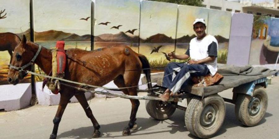 «عربجي بلاحمار»،ارتفاع أسعار الحديد والخشب والاكسسوارات تهدد صناعة «الكارو» - ستاد العرب