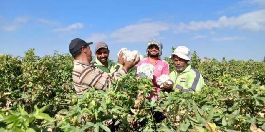 أخبار
      القطن
      اليوم..
      مزاد
      في
      الفيوم
      لمحافظات
      الوجه
      القبلي
      خلال
      ساعات - ستاد العرب