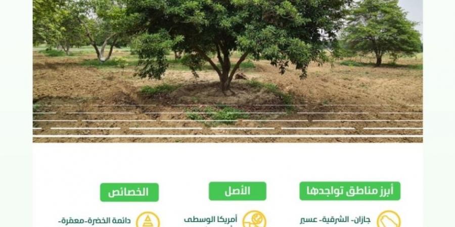 البيئة: انتشار أشجار "الشيكو" بالمملكة خطوة رائدة لتنويع الإنتاج الزراعي - ستاد العرب