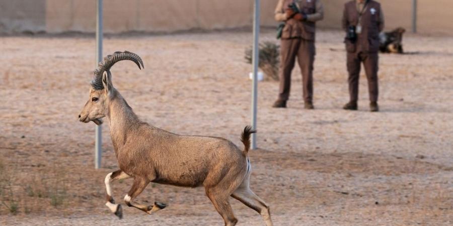 إطلاق 80 كائنًا فطريًا مهددًا بالانقراض في محمية الأمير محمد بن سلمان الملكية - ستاد العرب