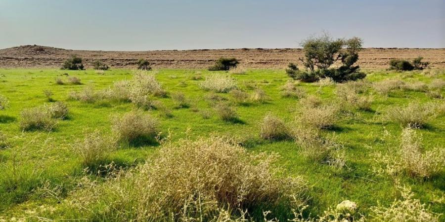 صور.. بعد هطول الأمطار.. ضواحي رفحاء تكتسي بالرداء الأخضر - ستاد العرب