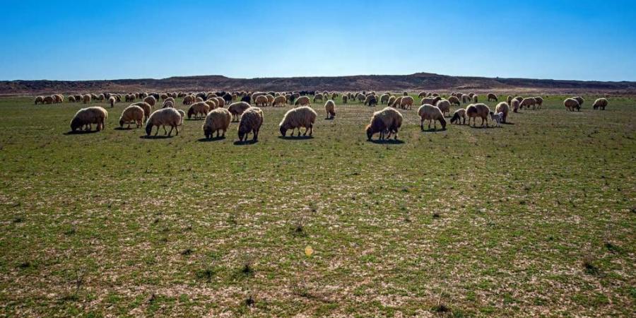 تحسين المشهد البيئي بالفياض - ستاد العرب