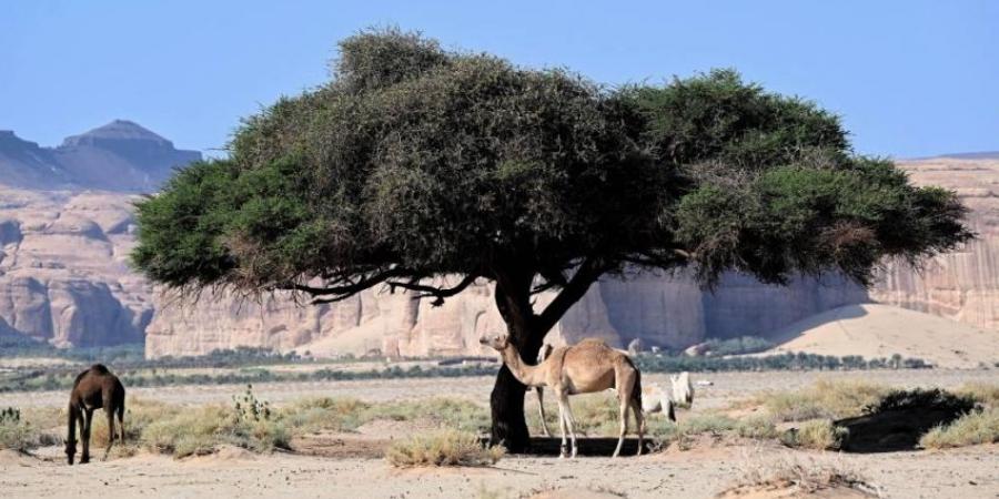 العُلا تبرز تنوعها البيئي في يوم الحياة الفطرية الخليجي - ستاد العرب