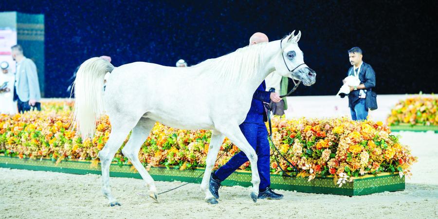 تدشين
      مميز
      لبطولة
      عجمان
      لجمال
      الخيل
      العربية - ستاد العرب