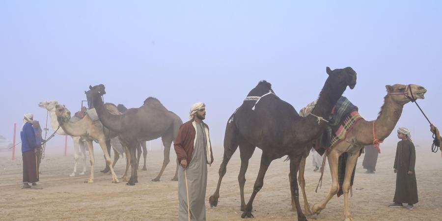 تواصل
      منافسات
      أشواط
      اللقايا
      في
      مزاينة
      الإبل
      بمهرجان
      الظفرة - ستاد العرب