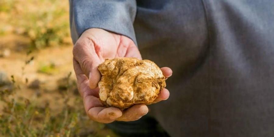 الباحثون عن الكمأ.. السجن والغرامة لمخترقي الحدود البرية - ستاد العرب