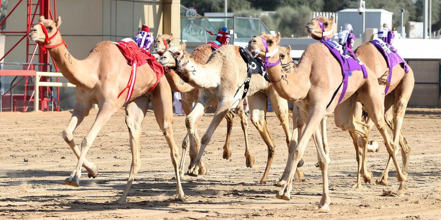 هجن
      الشيوخ
      تبدع
      في
      منافسات
      الإيذاع
      بمهرجان
      ولي
      عهد
      دبي
      للهجن - ستاد العرب