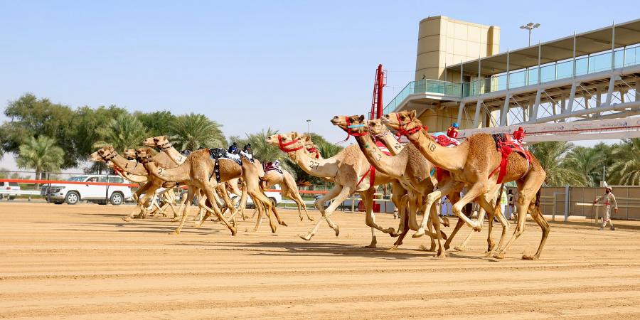 ختام
      مثير
      لمنافسات
      هجن
      الشيوخ
      في
      مهرجان
      ولي
      عهد
      دبي - ستاد العرب