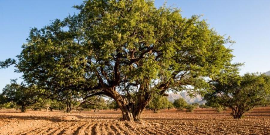 شجرة
      الأركان
      كنز
      طبيعي
      في
      المغرب - ستاد العرب