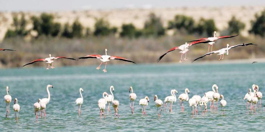 كيف
      تسهم
      الأراضي
      الرطبة
      في
      تقليل
      آثار
      التغير
      المناخي؟ - ستاد العرب