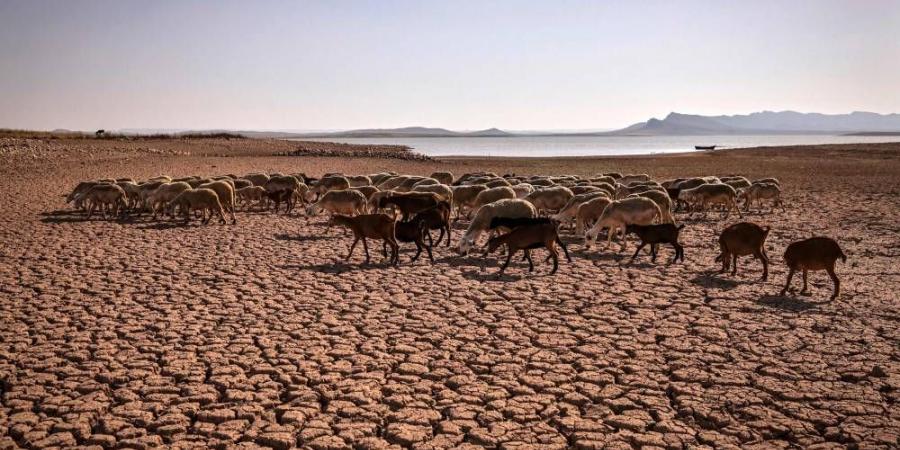 الزراعة
      المغربية
      في
      مهب
      أسوأ
      دورة
      جفاف
      منذ
      مطلع
      الثمانينات - ستاد العرب