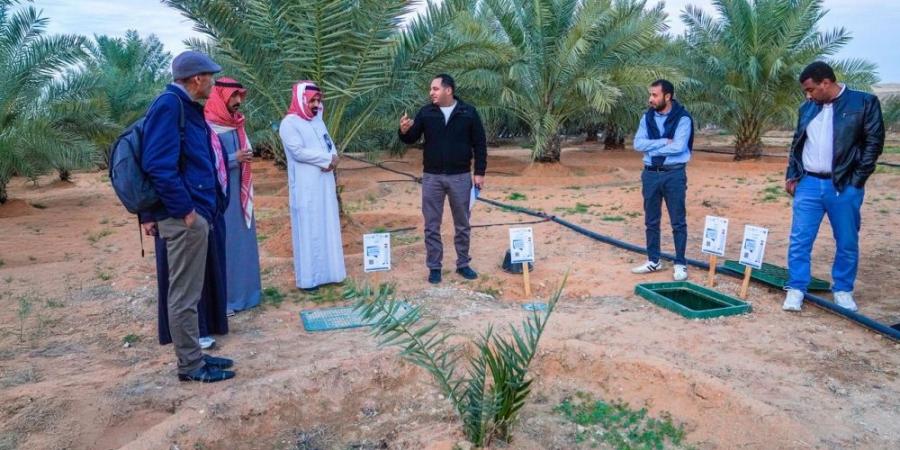 3 حقول إرشادية بالقصيم لتعزيز إنتاجية النخيل بتقنيات الري الذكي - ستاد العرب