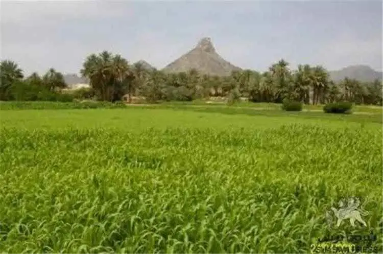 بيحان تحتفل بزفاف أكثر من ألف شاب وشابة خلال أيام عيد الأضحى