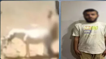 ضبط مصري اعتدى جنسيا على حمار.. الداخلية تكشف كواليس الفيديو الغريب